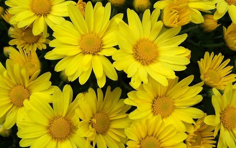 Yellow Chrysanthemum