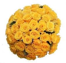 Yellow Roses