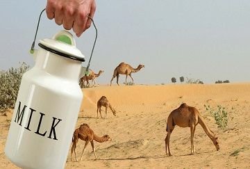 Camel Milk 01
