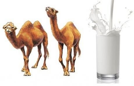 Camel Milk 03