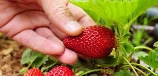Organic Strawberry 01