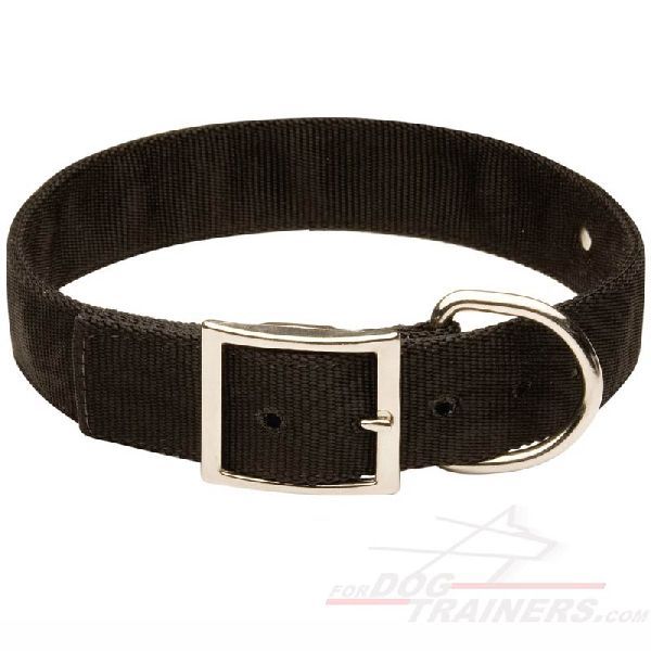 Dog Collar 10