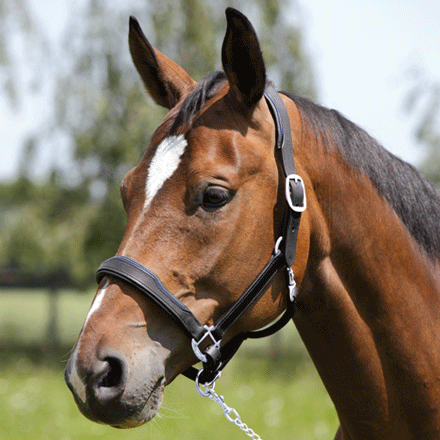Horse Leather Halter and Head Collar 02