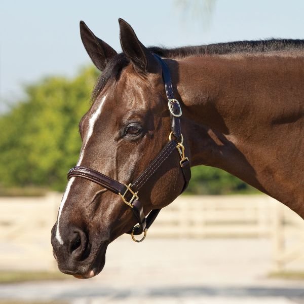 Horse Leather Halter and Head Collar 03