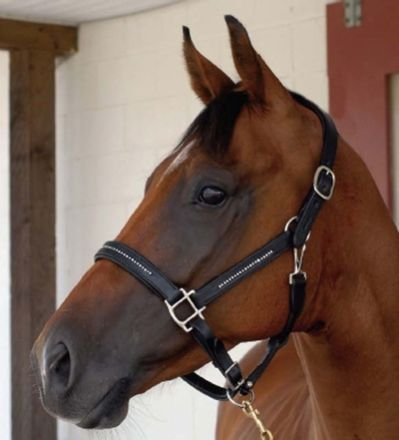 Horse Leather Halter and Head Collar 05