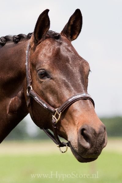 Horse Leather Halter and Head Collar 08