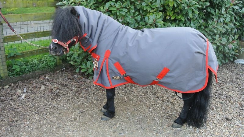 Horse Miniature Rug 01