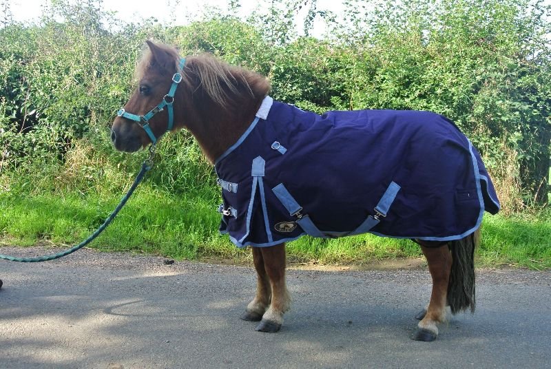 Horse Miniature Rug 03