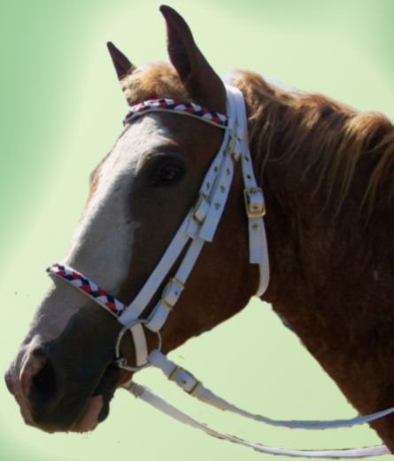 Horse Nylon Bridle 09