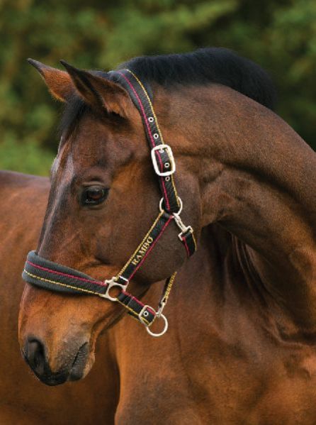 Horse Nylon Halter 09