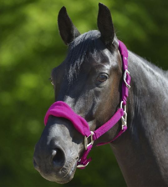 Horse Nylon Halter 10