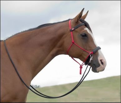 Horse Rope Bridle 09