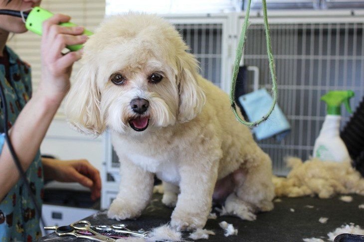 Dog Hair Cut Services 01