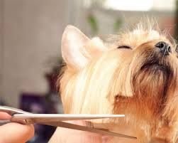 Dog Hair Cut Services 02