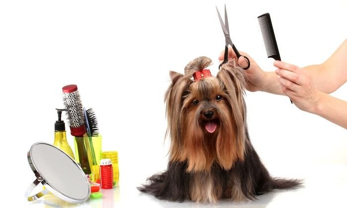Dog Hair Cut Services 03