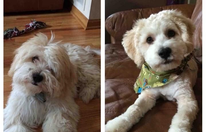 Dog Hair Cut Services 04