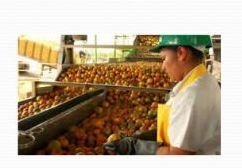 Organic Food Product 05