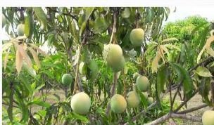 Organic Fruit Farming 01