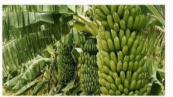 Organic Fruit Farming 02