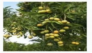 Organic Fruit Farming 03