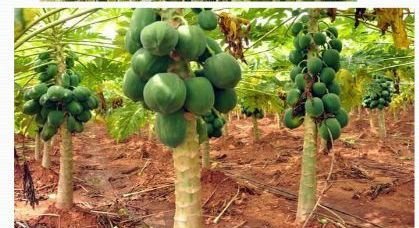 Organic Fruit Farming 04