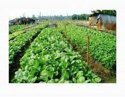 Organic Vegetable Farming 03
