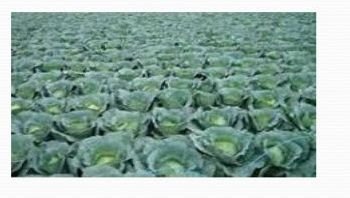 Organic Vegetable Farming 04