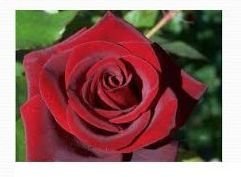 Rose Flower Farming 01