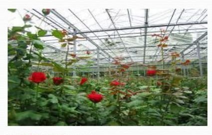 Rose Flower Farming 02