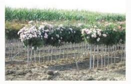 Rose Flower Farming 03