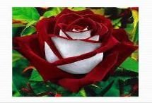 Rose Flower Farming 04