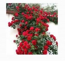 Rose Flower Farming 05