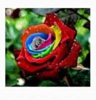 Rose Flower Farming 06