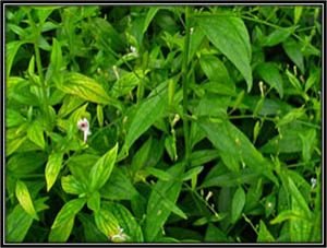 Andrographis Paniculata Extract 02
