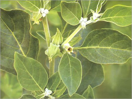Ashwagandha Extract 01