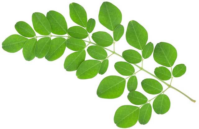 Moringa Extract 02