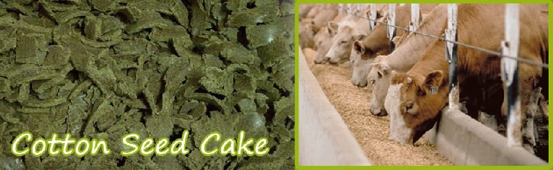 Cotton Seed Cake 02