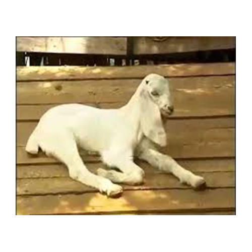 Baby Jamunapari Goat