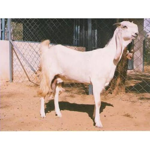 Female Jamunapari Goat