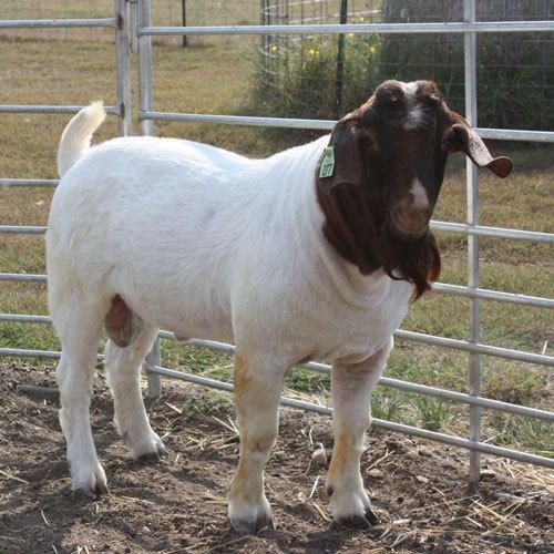 Boer Goat 01