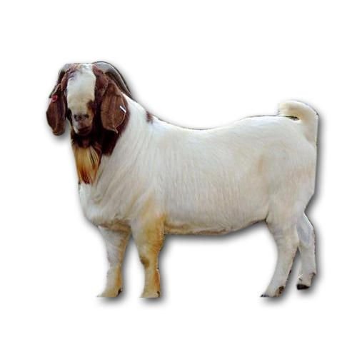 Boer Goat 02