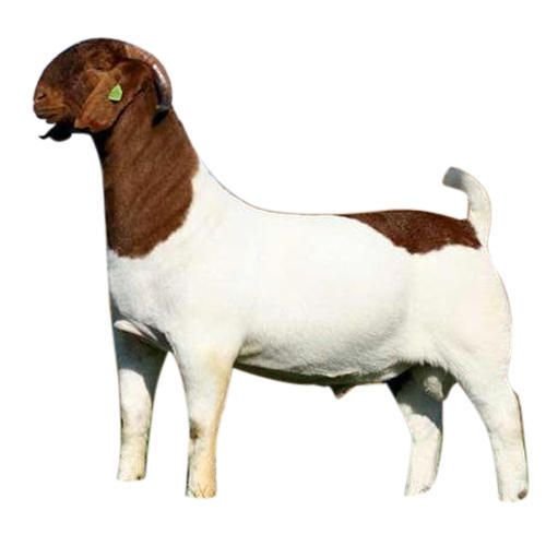 Boer Goat 03