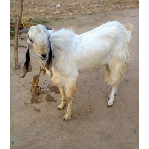 Male Jamunapari Goat