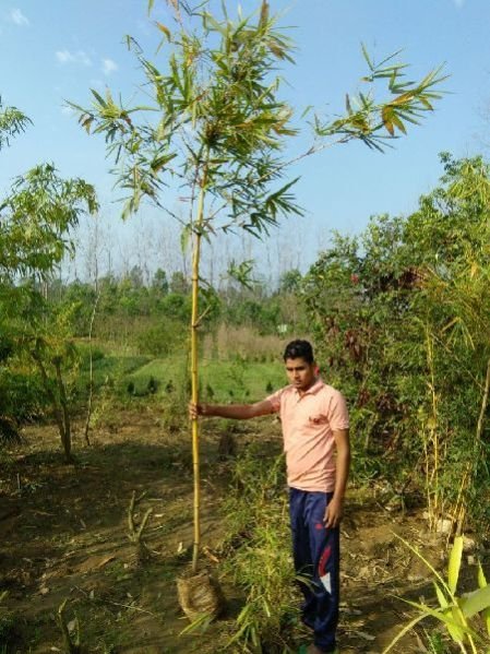 Golden Bamboo Plant 02