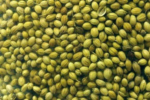 Green Coriander Seeds 02