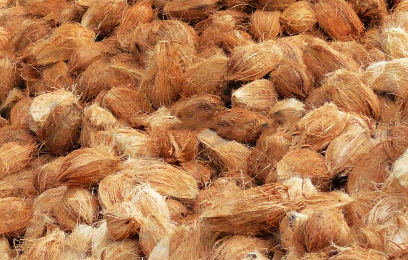 Coconut Husk 01