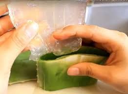 Aloe Vera Pulp 02