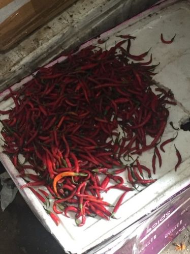 Fresh Red Chilli 02