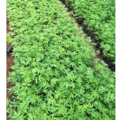 Melia Dubia Plants 01