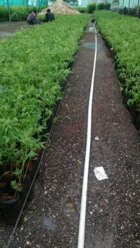 Melia Dubia Plants 02
